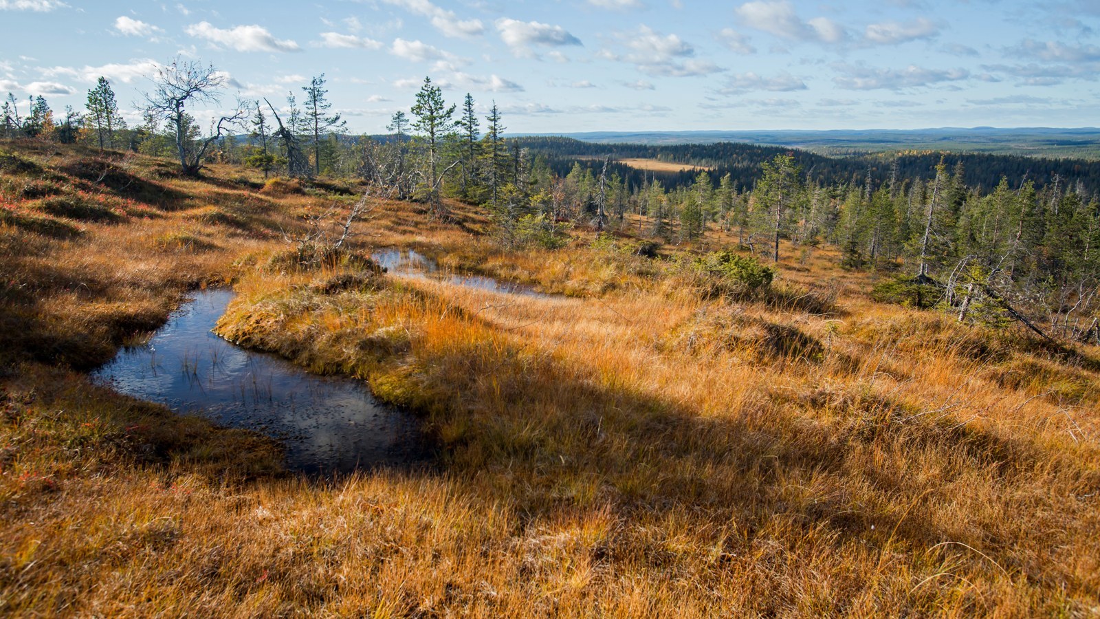 Riisitunturi-Nationalpark – Foto