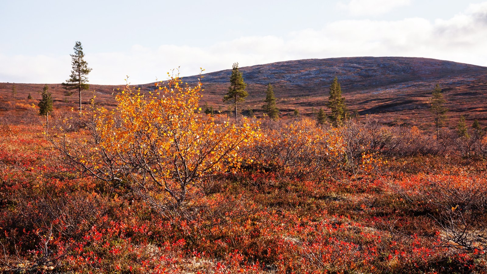 Urho-Kekkonen-Nationalpark – Foto