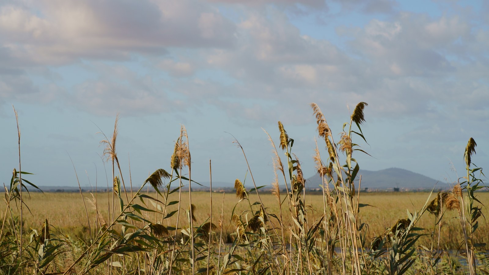 Parc Natural de sAlbufera de Mallorca – Foto