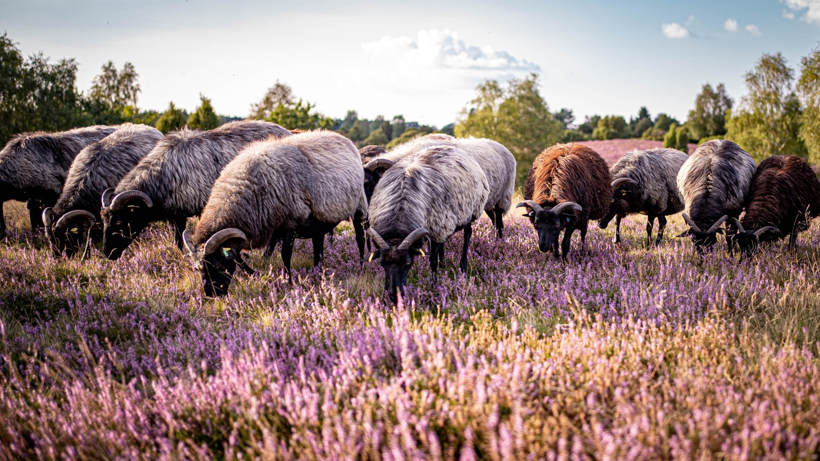 Lüneburger Heide – Foto